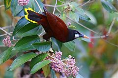 Montezuma Oropendola